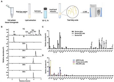 A novel quantification method for retinal pigment epithelium phagocytosis using a very-long-chain polyunsaturated fatty acids-based strategy